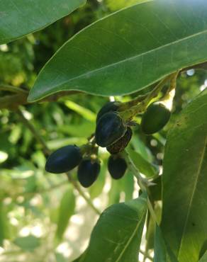 Fotografia 8 da espécie Persea indica no Jardim Botânico UTAD