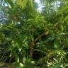 Fotografia 11 da espécie Persea indica do Jardim Botânico UTAD