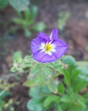 Fotografia 9 da espécie Convolvulus tricolor subesp. tricolor no Jardim Botânico UTAD