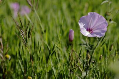 Fotografia da espécie Convolvulus althaeoides