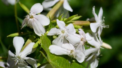 Fotografia da espécie Saponaria officinalis