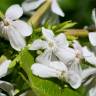 Fotografia 13 da espécie Saponaria officinalis do Jardim Botânico UTAD