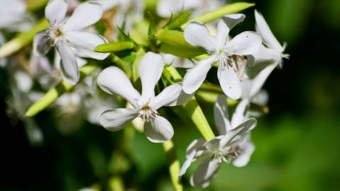 Fotografia da espécie Saponaria officinalis