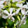 Fotografia 15 da espécie Saponaria officinalis do Jardim Botânico UTAD