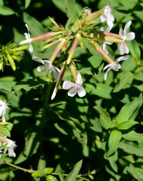 Fotografia 16 da espécie Saponaria officinalis no Jardim Botânico UTAD