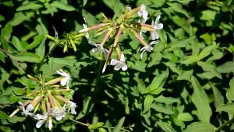 Fotografia da espécie Saponaria officinalis