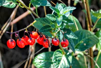 Fotografia da espécie Solanum villosum
