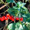 Fotografia 11 da espécie Solanum villosum do Jardim Botânico UTAD