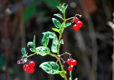 Fotografia da espécie Solanum villosum