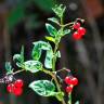 Fotografia 12 da espécie Solanum villosum do Jardim Botânico UTAD