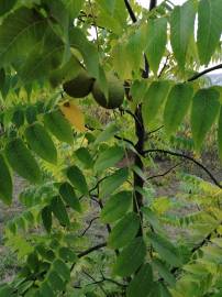 Fotografia da espécie Juglans nigra