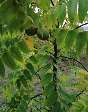 Fotografia 17 da espécie Juglans nigra no Jardim Botânico UTAD