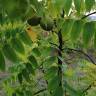 Fotografia 17 da espécie Juglans nigra do Jardim Botânico UTAD