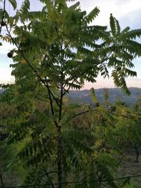 Fotografia da espécie Juglans nigra