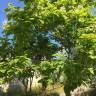 Fotografia 14 da espécie Catalpa bignonioides do Jardim Botânico UTAD