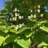 Fotografia 15 da espécie Catalpa bignonioides do Jardim Botânico UTAD