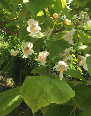 Fotografia 16 da espécie Catalpa bignonioides no Jardim Botânico UTAD