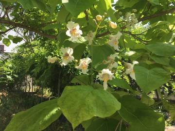 Fotografia da espécie Catalpa bignonioides