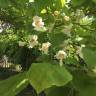 Fotografia 16 da espécie Catalpa bignonioides do Jardim Botânico UTAD