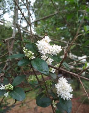 Fotografia 17 da espécie Ligustrum sinense var. sinense no Jardim Botânico UTAD