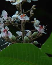 Fotografia da espécie Aesculus indica