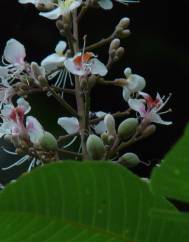 Aesculus indica