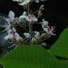 Fotografia 1 da espécie Aesculus indica do Jardim Botânico UTAD