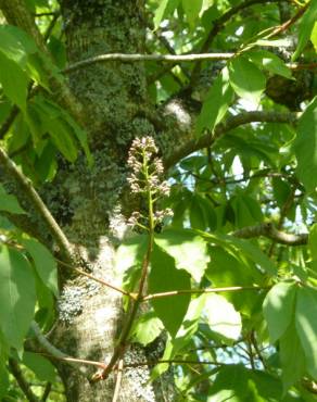 Fotografia 6 da espécie Aesculus indica no Jardim Botânico UTAD