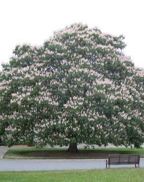 Fotografia 8 da espécie Aesculus indica no Jardim Botânico UTAD