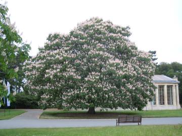 Fotografia da espécie Aesculus indica
