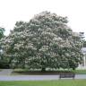 Fotografia 8 da espécie Aesculus indica do Jardim Botânico UTAD