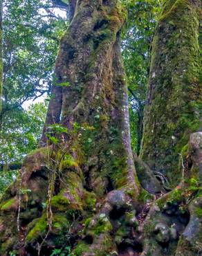 Fotografia 1 da espécie Nothofagus antarctica no Jardim Botânico UTAD