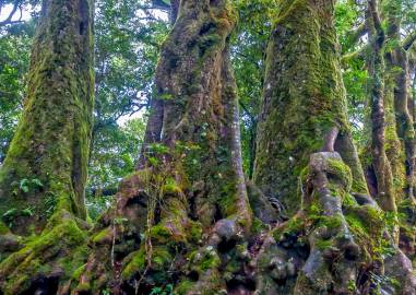 Fotografia da espécie Nothofagus antarctica