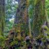 Fotografia 1 da espécie Nothofagus antarctica do Jardim Botânico UTAD
