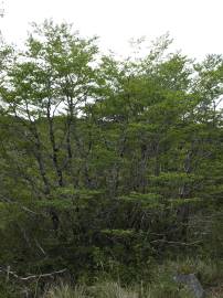 Fotografia da espécie Nothofagus antarctica