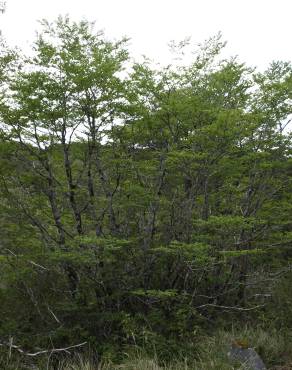 Fotografia 3 da espécie Nothofagus antarctica no Jardim Botânico UTAD