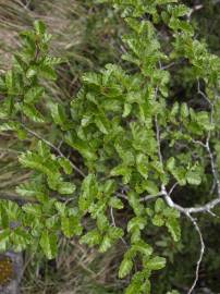 Fotografia da espécie Nothofagus antarctica