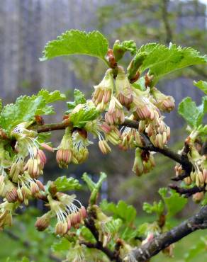 Fotografia 5 da espécie Nothofagus antarctica no Jardim Botânico UTAD