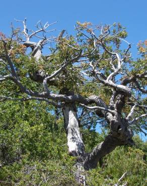 Fotografia 7 da espécie Nothofagus antarctica no Jardim Botânico UTAD