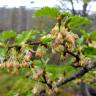 Fotografia 8 da espécie Nothofagus antarctica do Jardim Botânico UTAD