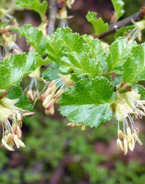 Fotografia 9 da espécie Nothofagus antarctica no Jardim Botânico UTAD