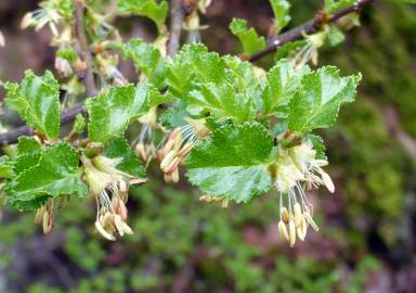 Fotografia da espécie Nothofagus antarctica