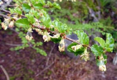 Fotografia da espécie Nothofagus antarctica