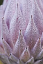 Fotografia da espécie Protea cynaroides