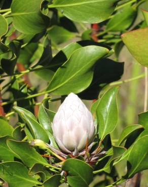 Fotografia 11 da espécie Protea cynaroides no Jardim Botânico UTAD