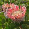 Fotografia 13 da espécie Protea cynaroides do Jardim Botânico UTAD