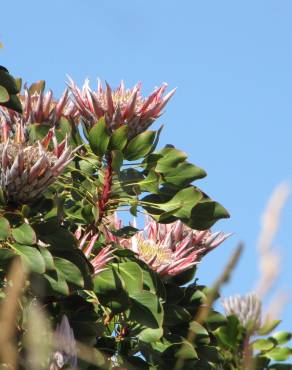 Fotografia 14 da espécie Protea cynaroides no Jardim Botânico UTAD