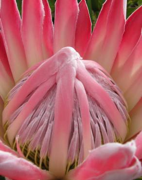 Fotografia 16 da espécie Protea cynaroides no Jardim Botânico UTAD