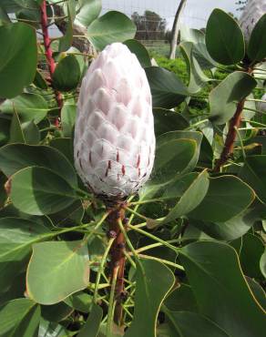 Fotografia 17 da espécie Protea cynaroides no Jardim Botânico UTAD