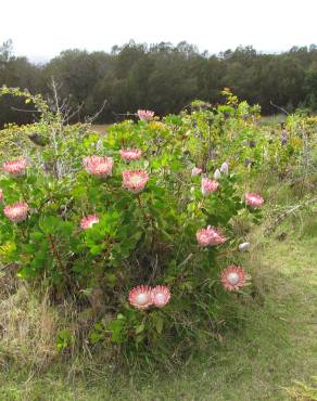 Fotografia 18 da espécie Protea cynaroides no Jardim Botânico UTAD